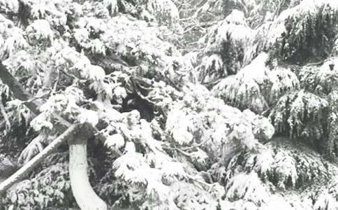 冬季滑雪的常识介绍(图1)