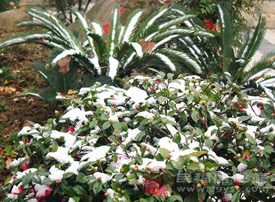 滑雪的注意事项注意这7点在滑雪时会更加安全(图1)