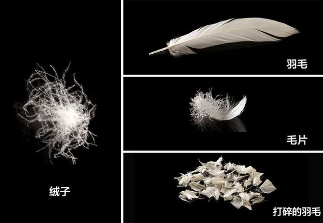 一条裤子过冬！？浪莎90白鸭羽绒裤防风抗寒超抗打保暖又有型！完美体育(图3)