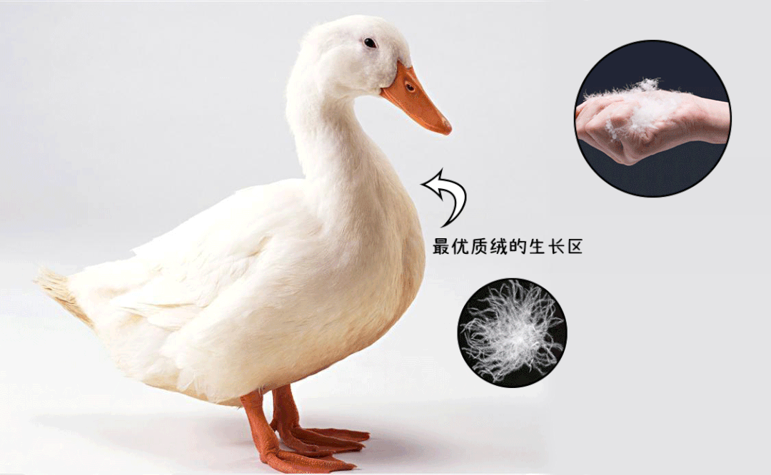 一条裤子过冬！？浪莎90白鸭羽绒裤防风抗寒超抗打保暖又有型！完美体育(图18)