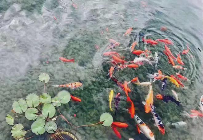 御汤山熙园(售楼处)网站完美体育网站-山熙园-2024新首页欢迎您-咨询详情(图11)