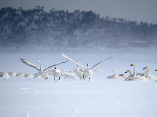 天气冷了冰雪经济热了好客山东欢迎你来冬游齐鲁(图3)