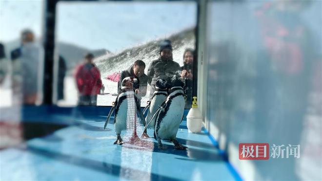企鹅助阵屈原故里国际滑雪场“开板”迎客！(图2)