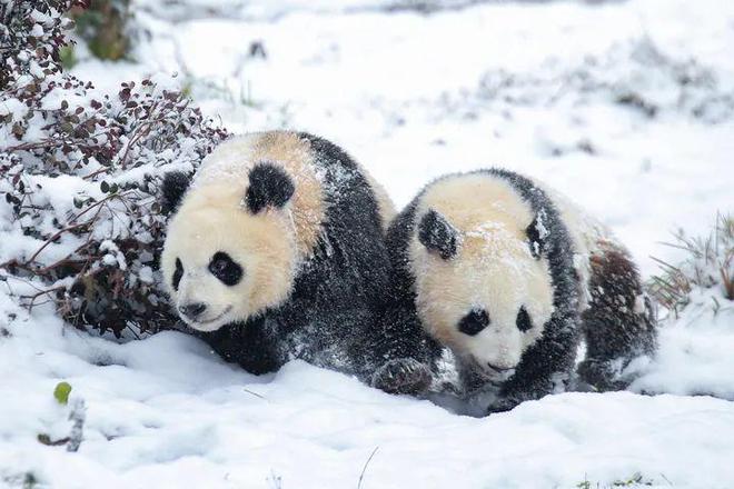 这个冬天相约雅安丨一起玩冰雪、泡温泉、体验亲子研学(图3)