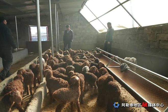 春到完美体育雪都羔羊欢(图3)