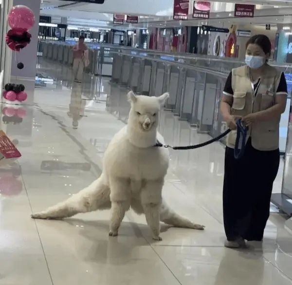 轻松一刻：新手司机害怕远光完美体育网站(图14)